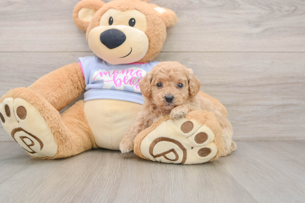 Sweet Poochon Baby