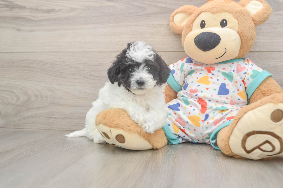 5 week old Poochon Puppy For Sale - Florida Fur Babies