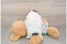Friendly Poochon Baby