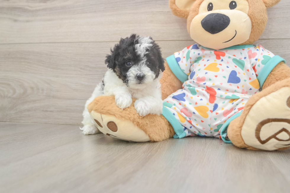 Poochon Pup Being Cute
