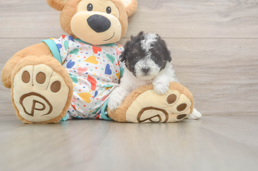 5 week old Poochon Puppy For Sale - Florida Fur Babies