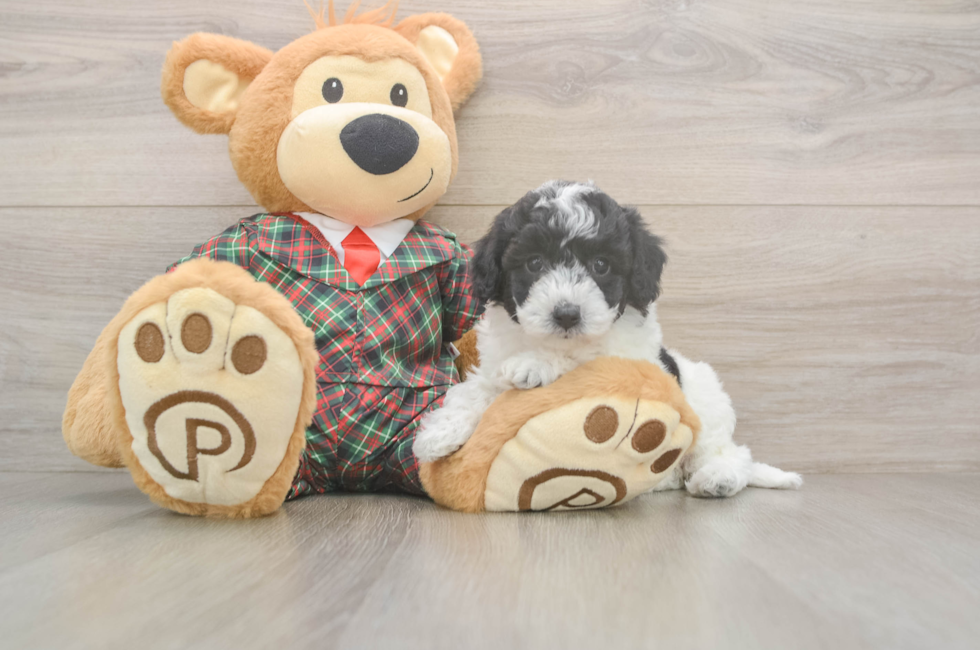 5 week old Poochon Puppy For Sale - Florida Fur Babies