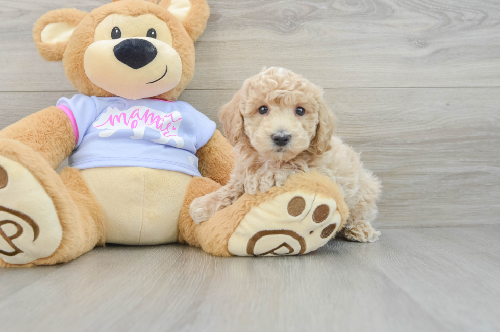 7 week old Poochon Puppy For Sale - Florida Fur Babies