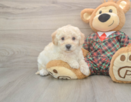5 week old Poochon Puppy For Sale - Florida Fur Babies