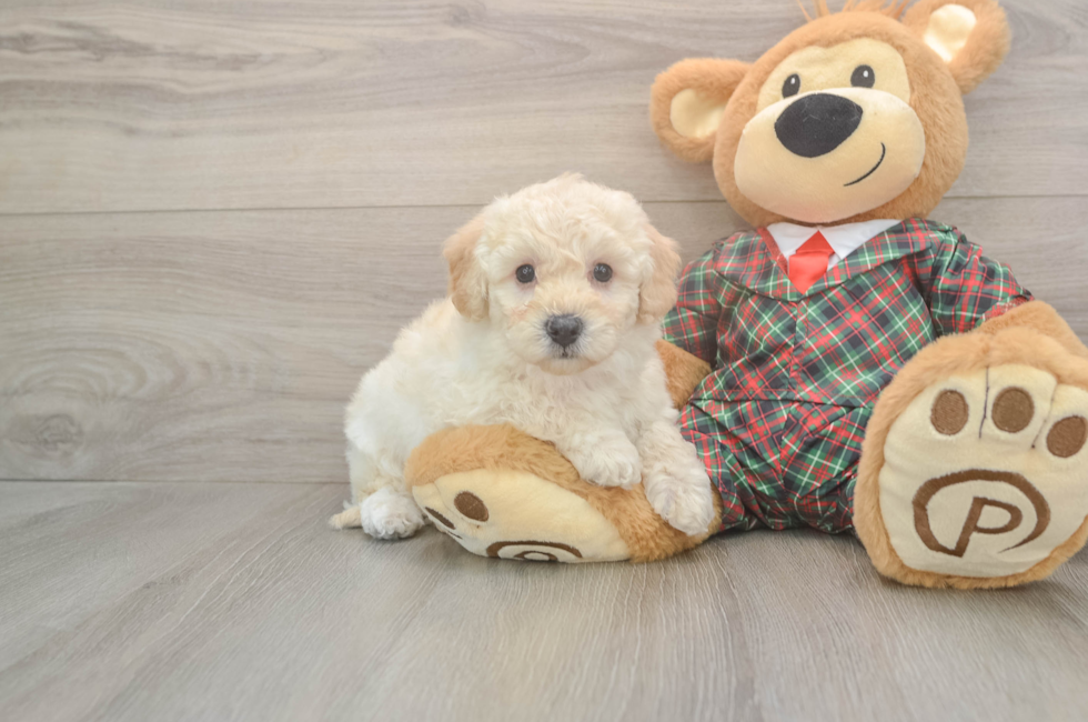 5 week old Poochon Puppy For Sale - Florida Fur Babies