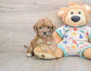 7 week old Poochon Puppy For Sale - Florida Fur Babies