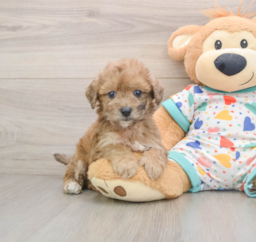 7 week old Poochon Puppy For Sale - Florida Fur Babies