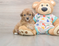 7 week old Poochon Puppy For Sale - Florida Fur Babies
