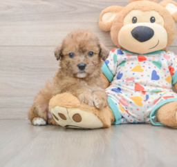 7 week old Poochon Puppy For Sale - Florida Fur Babies