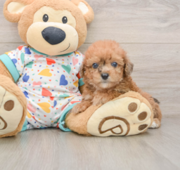 7 week old Poochon Puppy For Sale - Florida Fur Babies