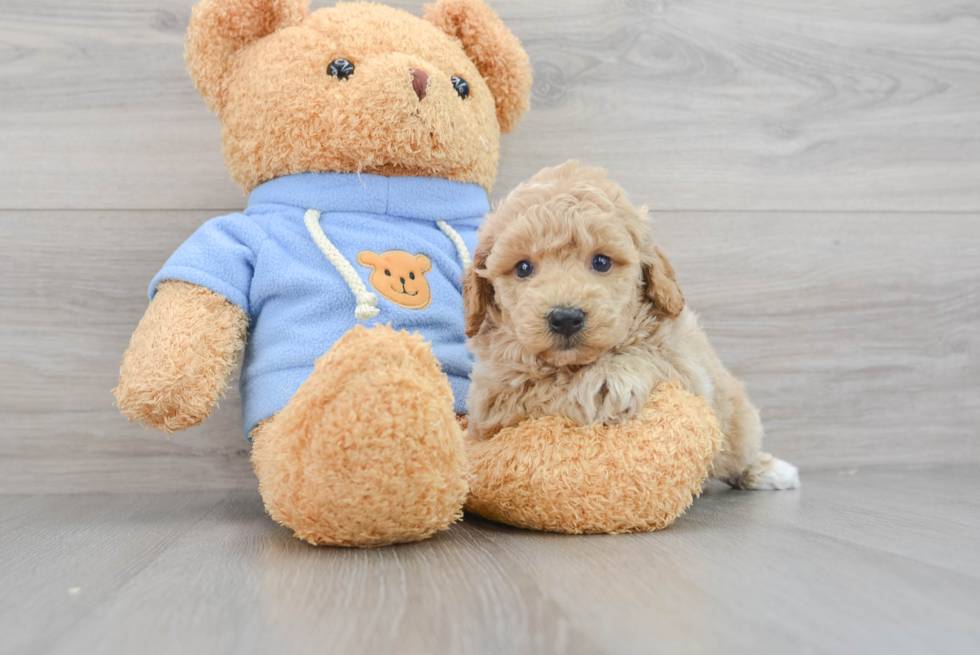 Hypoallergenic Bichpoo Poodle Mix Puppy