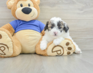 8 week old Poochon Puppy For Sale - Florida Fur Babies