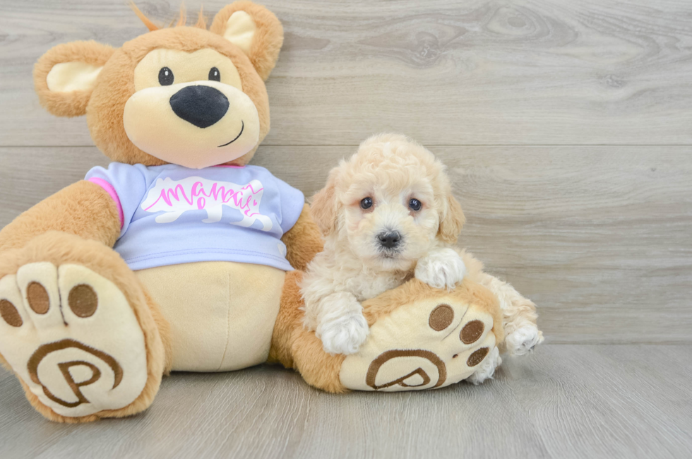 7 week old Poochon Puppy For Sale - Florida Fur Babies