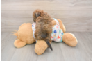 Small Poochon Baby