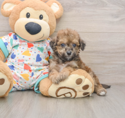 7 week old Poochon Puppy For Sale - Florida Fur Babies