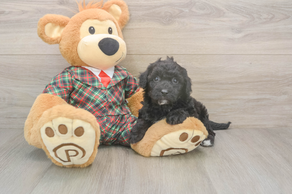 Poochon Pup Being Cute