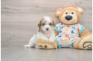 Friendly Poochon Baby