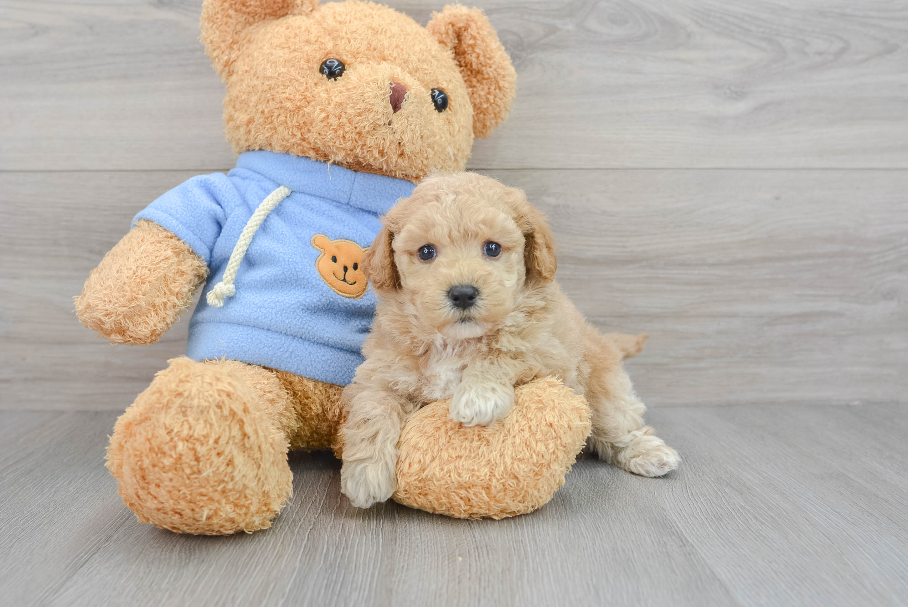 Poochon hotsell teddy bear