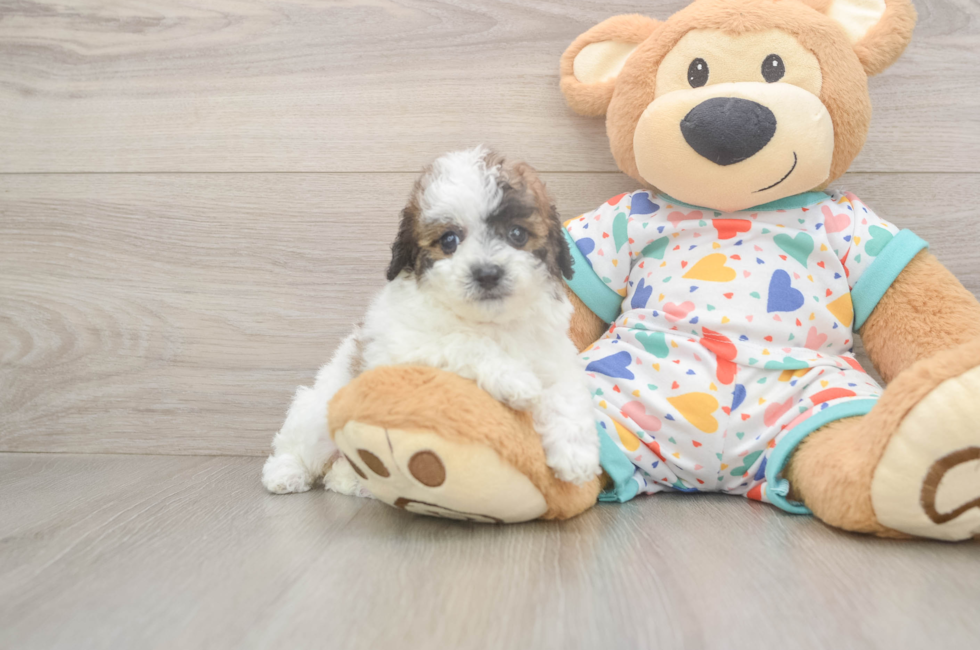 5 week old Poochon Puppy For Sale - Florida Fur Babies