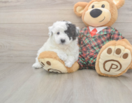 5 week old Poochon Puppy For Sale - Florida Fur Babies