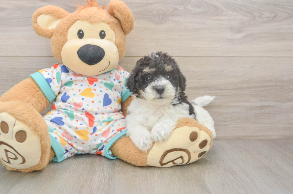 5 week old Poochon Puppy For Sale - Florida Fur Babies