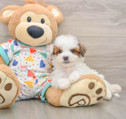 7 week old Poochon Puppy For Sale - Florida Fur Babies