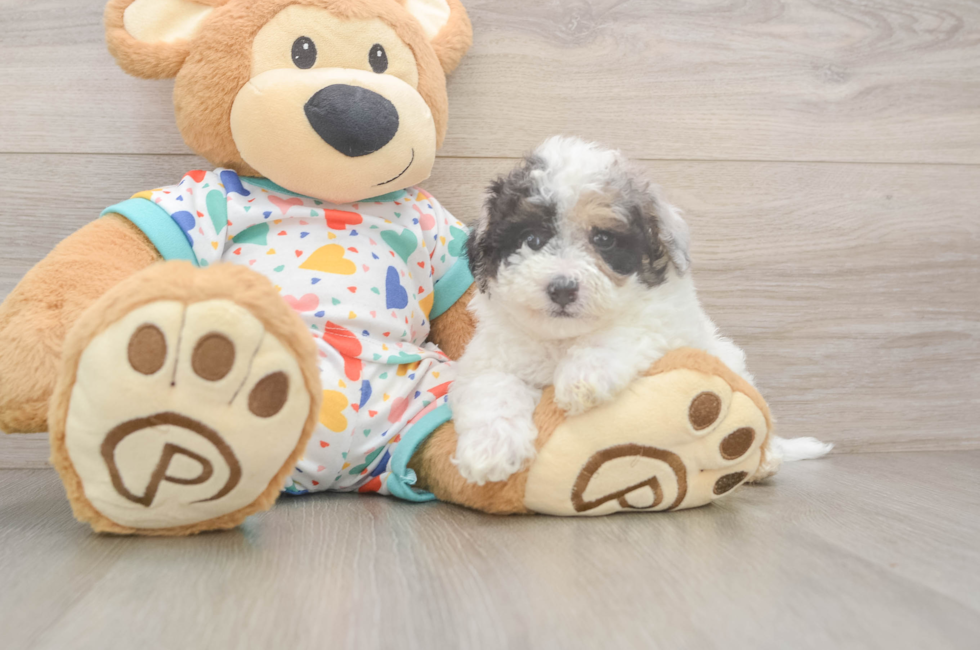 5 week old Poochon Puppy For Sale - Florida Fur Babies