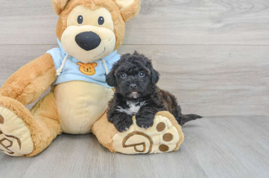 Poochon Puppy for Adoption