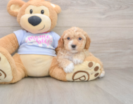 5 week old Poochon Puppy For Sale - Florida Fur Babies