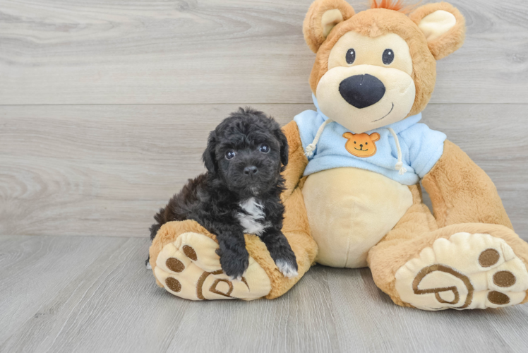 Playful Bichpoo Poodle Mix Puppy