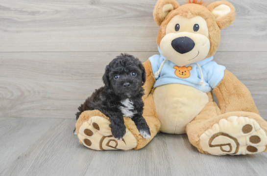 Playful Bichpoo Poodle Mix Puppy