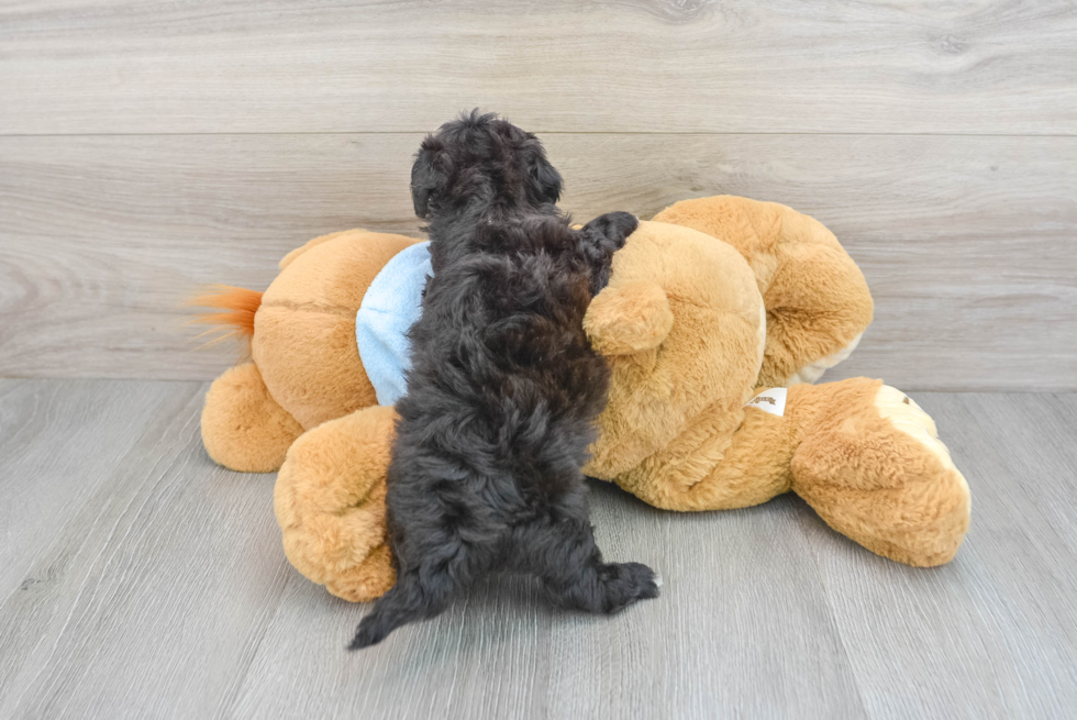 Sweet Poochon Baby