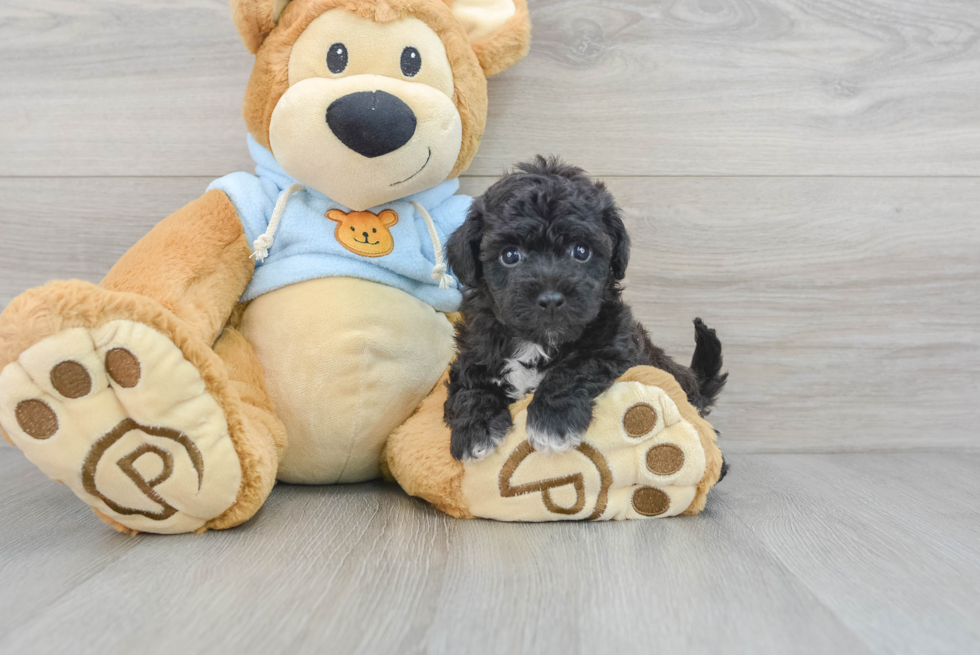 Best Poochon Baby