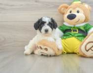 6 week old Poochon Puppy For Sale - Florida Fur Babies