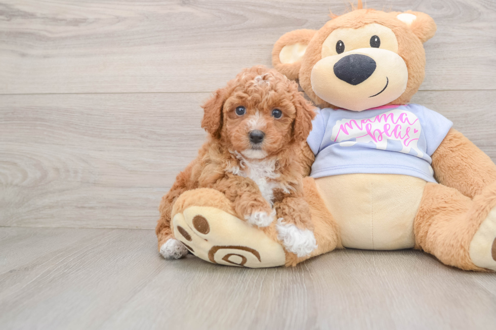 Playful Bichpoo Poodle Mix Puppy