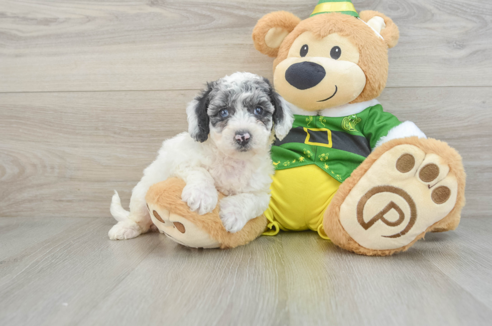 6 week old Poochon Puppy For Sale - Florida Fur Babies