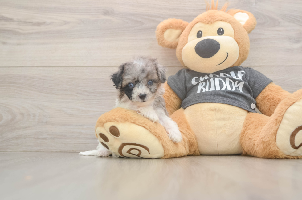 7 week old Poochon Puppy For Sale - Florida Fur Babies