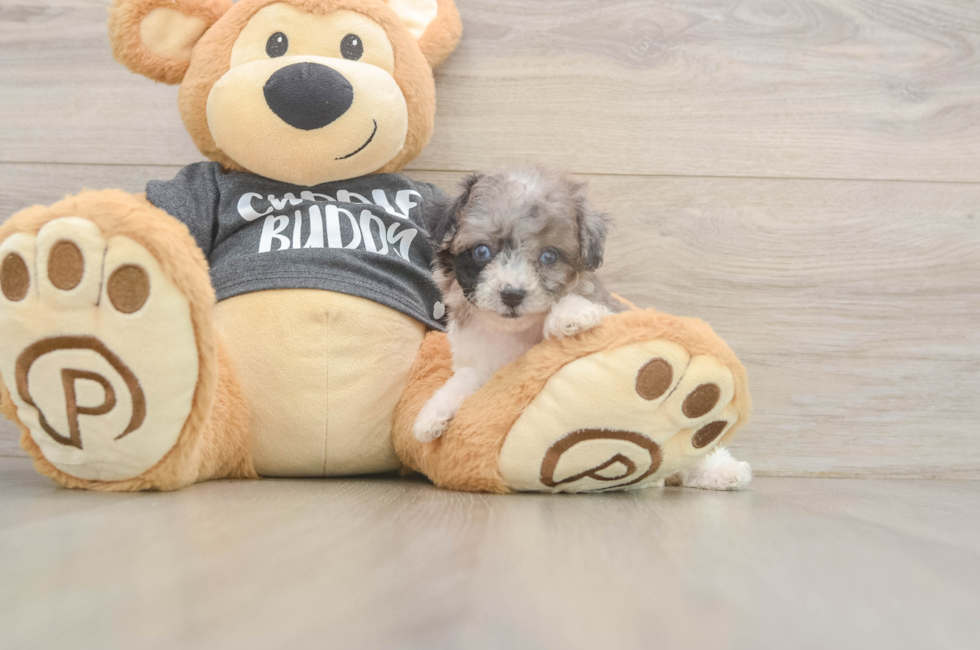 6 week old Poochon Puppy For Sale - Florida Fur Babies