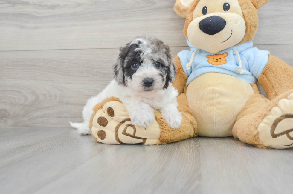 5 week old Poochon Puppy For Sale - Florida Fur Babies