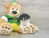 7 week old Poochon Puppy For Sale - Florida Fur Babies