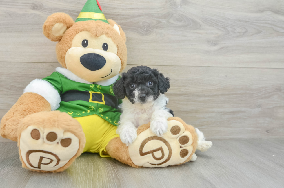 6 week old Poochon Puppy For Sale - Florida Fur Babies