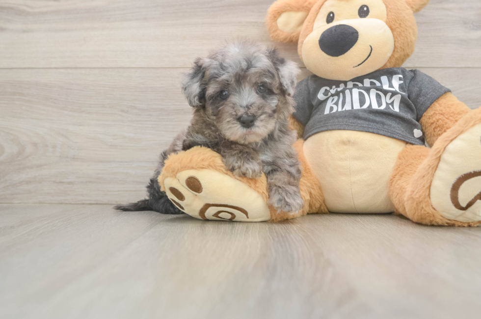6 week old Poochon Puppy For Sale - Florida Fur Babies
