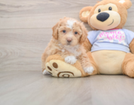 5 week old Poochon Puppy For Sale - Florida Fur Babies