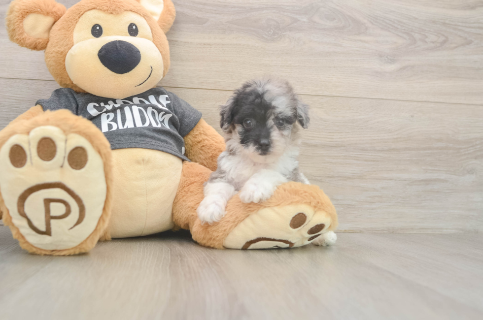 6 week old Poochon Puppy For Sale - Florida Fur Babies