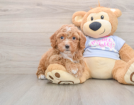 6 week old Poochon Puppy For Sale - Florida Fur Babies