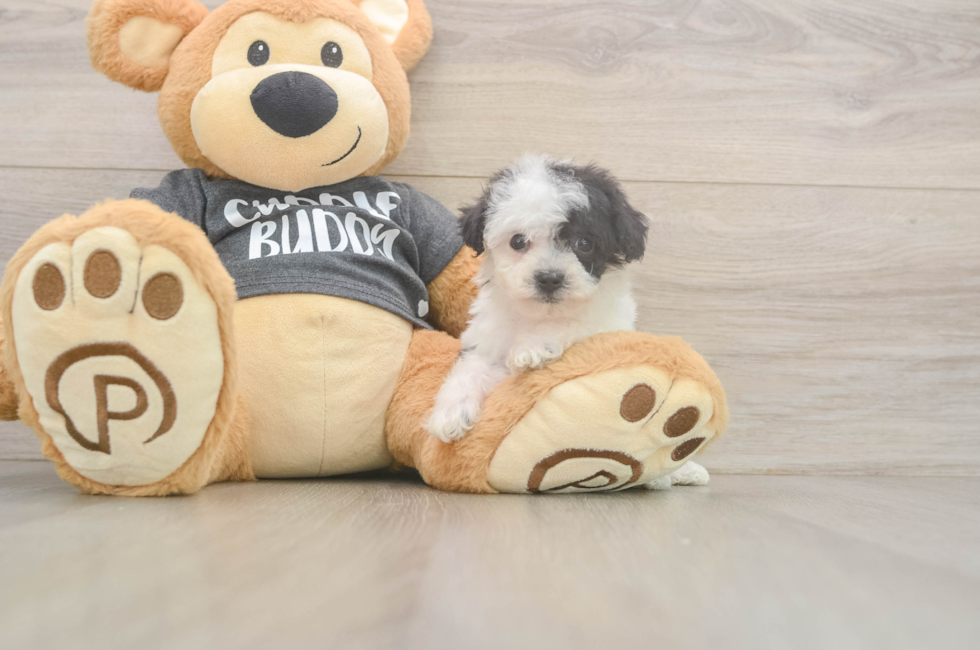 6 week old Poochon Puppy For Sale - Florida Fur Babies