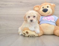 7 week old Poochon Puppy For Sale - Florida Fur Babies