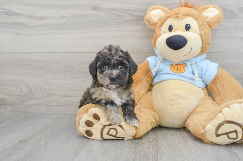 5 week old Poochon Puppy For Sale - Florida Fur Babies