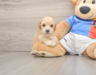 7 week old Poochon Puppy For Sale - Florida Fur Babies