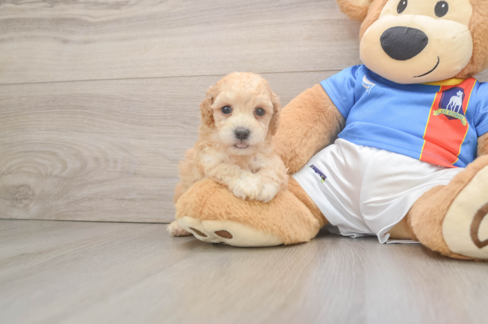 5 week old Poochon Puppy For Sale - Florida Fur Babies